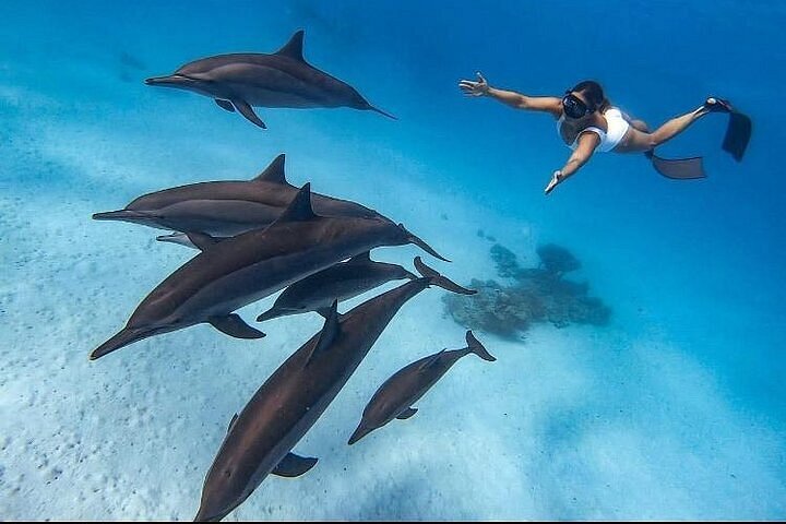 Private Speedboat to 2 Islands — Dolphin Snorkeling Hurghada